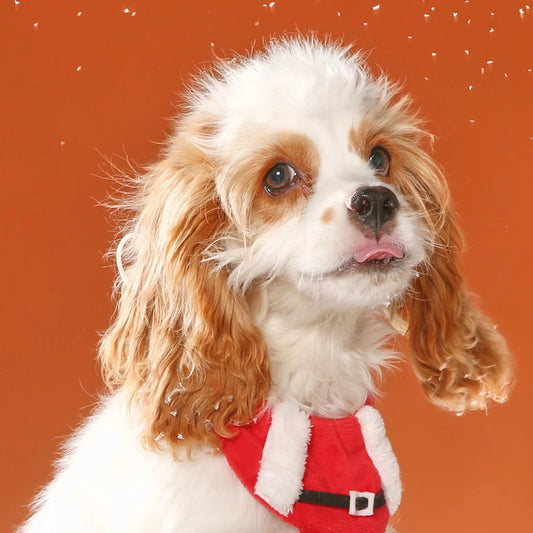 Holiday-themed Merry Meow Cat Bib for festive cat look
